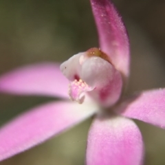 Caladenia fuscata at Majura, ACT - 23 Sep 2015