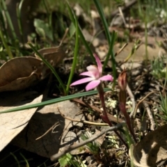 Caladenia fuscata at Majura, ACT - 23 Sep 2015