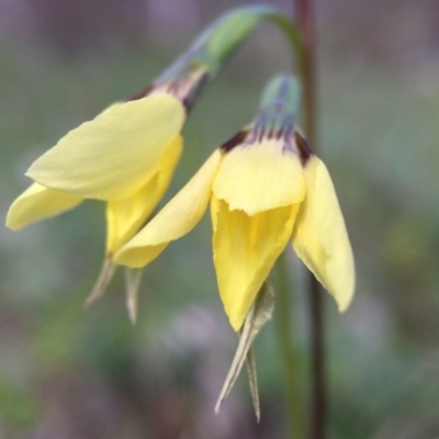 Diuris chryseopsis (Golden Moth) at Kenny, ACT - 23 Sep 2015 by JasonC