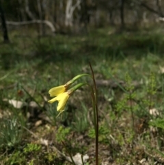 Diuris chryseopsis at Kenny, ACT - suppressed