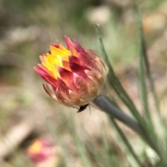 Leucochrysum albicans subsp. tricolor (Hoary Sunray) at Mount Majura - 23 Sep 2015 by JasonC