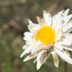 Leucochrysum albicans subsp. tricolor at Majura, ACT - 23 Sep 2015 04:40 PM