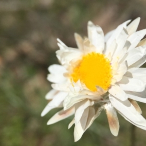 Leucochrysum albicans subsp. tricolor at Majura, ACT - 23 Sep 2015