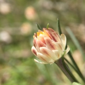 Leucochrysum albicans subsp. tricolor at Majura, ACT - 23 Sep 2015 04:40 PM