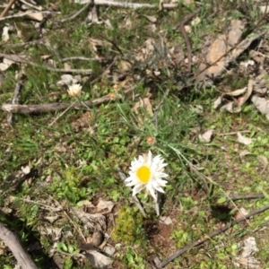 Leucochrysum albicans subsp. tricolor at Majura, ACT - 23 Sep 2015 04:40 PM