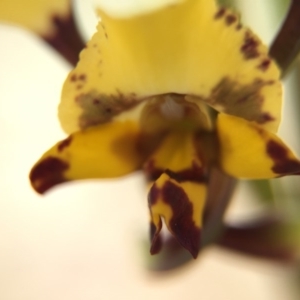 Diuris pardina at Majura, ACT - suppressed