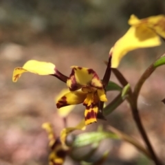 Diuris pardina at Majura, ACT - 23 Sep 2015