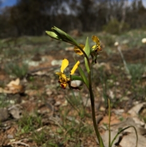 Diuris pardina at Majura, ACT - 23 Sep 2015