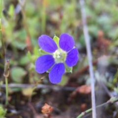 Erodium crinitum (Native Crowfoot) at Majura, ACT - 23 Sep 2015 by JasonC