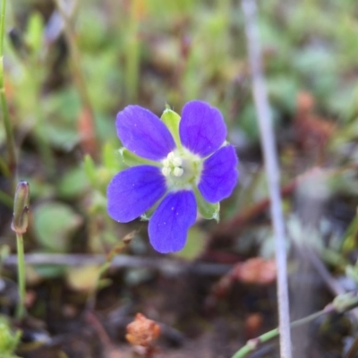 Erodium crinitum (Native Crowfoot) at Mount Majura - 23 Sep 2015 by JasonC