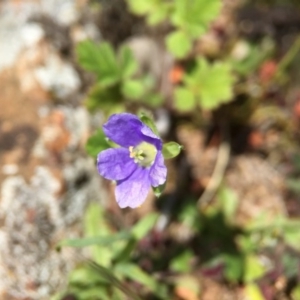 Erodium crinitum at Majura, ACT - 23 Sep 2015