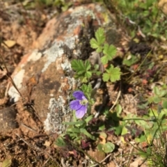 Erodium crinitum at Majura, ACT - 23 Sep 2015