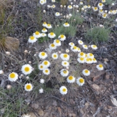 Leucochrysum albicans subsp. tricolor (Hoary Sunray) at Farrer, ACT - 23 Sep 2015 by Mike