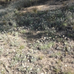 Leucochrysum albicans subsp. tricolor at Farrer, ACT - 23 Sep 2015