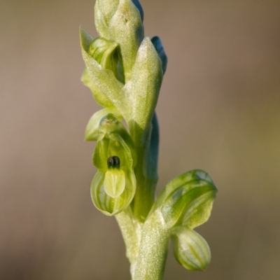 Hymenochilus bicolor (Black-tip Greenhood) at Majura, ACT - 23 Sep 2015 by TobiasHayashi