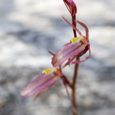 Cyrtostylis reniformis (Common Gnat Orchid) at Black Mountain - 23 Sep 2015 by TobiasHayashi