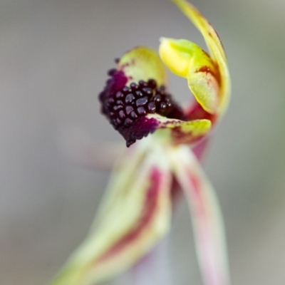 Caladenia actensis (Canberra Spider Orchid) by TobiasHayashi