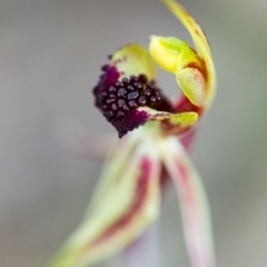 Caladenia actensis (Canberra spider orchid) at Majura, ACT - 23 Sep 2015 by TobiasHayashi