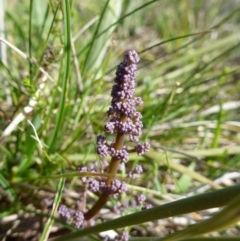 Lomandra multiflora (Many-flowered Matrush) at Crace, ACT - 23 Sep 2015 by EmmaCook