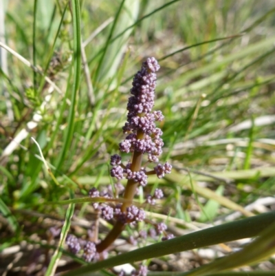 Lomandra multiflora (Many-flowered Matrush) at Gungaderra Grasslands - 23 Sep 2015 by EmmaCook