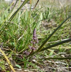 Lomandra multiflora at Crace, ACT - 23 Sep 2015 05:47 PM