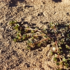 Portulaca oleracea (Pigweed, Purslane) at Tennent, ACT - 5 Mar 2006 by michaelb