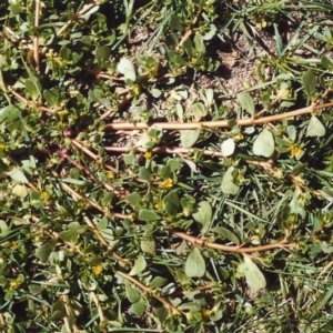 Portulaca oleracea at Paddys River, ACT - 7 Mar 2007