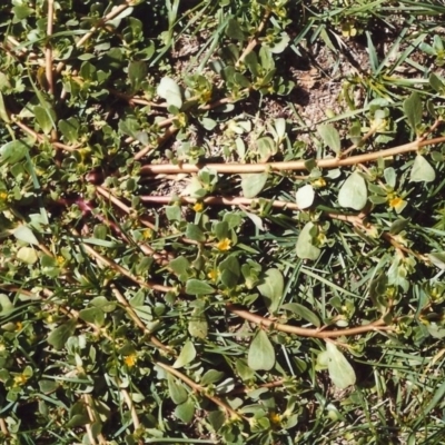 Portulaca oleracea (Pigweed, Purslane) at Point Hut to Tharwa - 6 Mar 2007 by michaelb