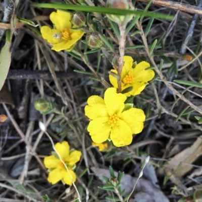 Hibbertia sp. (Guinea Flower) at Jerrabomberra, NSW - 23 Sep 2015 by Wandiyali