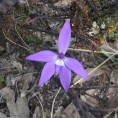 Glossodia major (Wax Lip Orchid) at Gungahlin, ACT - 24 Sep 2015 by Kate2602