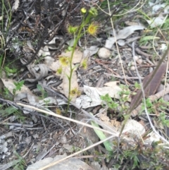 Drosera sp. (A Sundew) at Gungahlin, ACT - 24 Sep 2015 by Kate2602