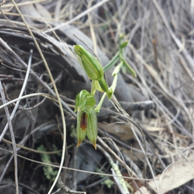 Bunochilus umbrinus (ACT) = Pterostylis umbrina (NSW) (Broad-sepaled Leafy Greenhood) by MattM