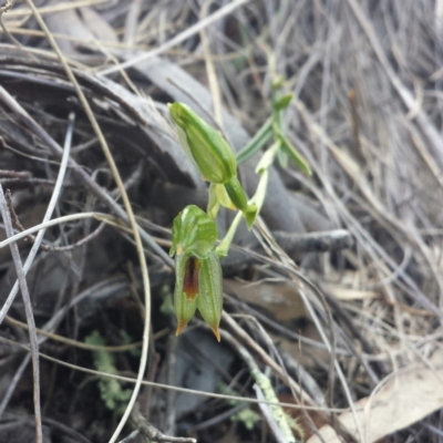 Bunochilus umbrinus (Broad-sepaled Leafy Greenhood) at Aranda, ACT - 23 Sep 2015 by MattM