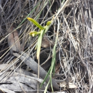 Bunochilus umbrinus (ACT) = Pterostylis umbrina (NSW) at suppressed - 24 Sep 2015