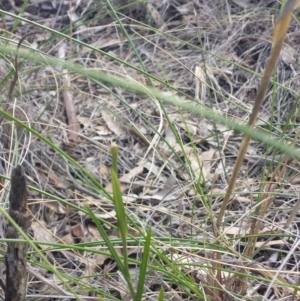 Bunochilus umbrinus (ACT) = Pterostylis umbrina (NSW) at suppressed - 24 Sep 2015