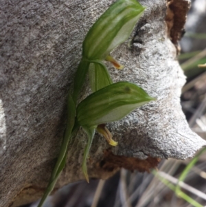 Bunochilus umbrinus (ACT) = Pterostylis umbrina (NSW) at suppressed - suppressed