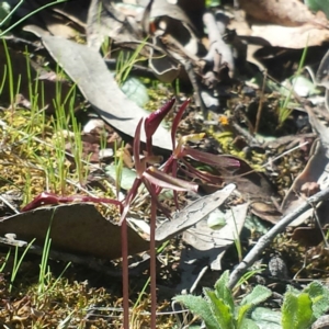 Cyrtostylis reniformis at suppressed - 24 Sep 2015