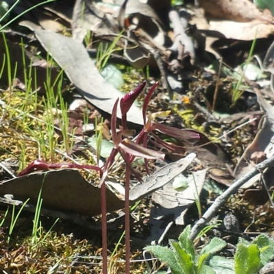 Cyrtostylis reniformis (Common Gnat Orchid) at Aranda, ACT - 23 Sep 2015 by MattM