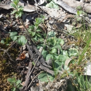 Cyrtostylis reniformis at suppressed - suppressed