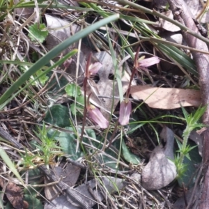 Cyrtostylis reniformis at suppressed - suppressed