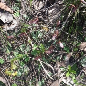 Cyrtostylis reniformis at suppressed - suppressed