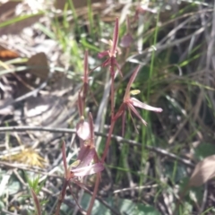 Cyrtostylis reniformis at suppressed - 24 Sep 2015