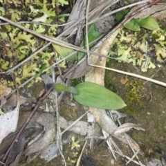 Glossodia major (Wax Lip Orchid) at Belconnen, ACT - 24 Sep 2015 by MattM