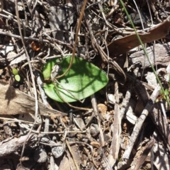 Eriochilus cucullatus (Parson's Bands) at Aranda Bushland - 23 Sep 2015 by MattM