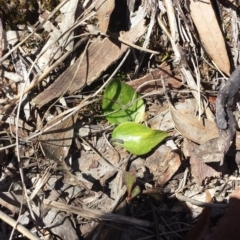 Eriochilus cucullatus at Aranda, ACT - suppressed