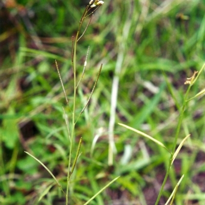 Rorippa laciniata (Jagged Bitter-cress) at Conder, ACT - 6 Mar 2001 by MichaelBedingfield