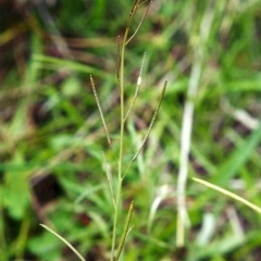 Rorippa laciniata at Conder, ACT - 6 Mar 2001