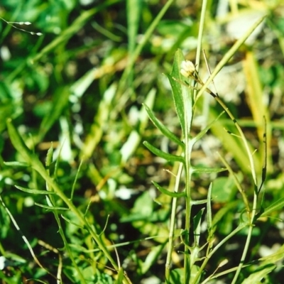 Rorippa laciniata (Jagged Bitter-cress) at Conder, ACT - 12 Apr 2001 by michaelb