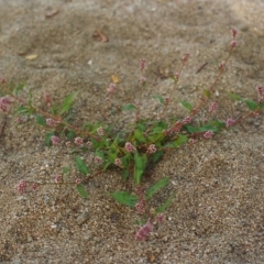 Persicaria decipiens (Slender Knotweed) at Tennent, ACT - 2 Apr 2004 by MichaelBedingfield