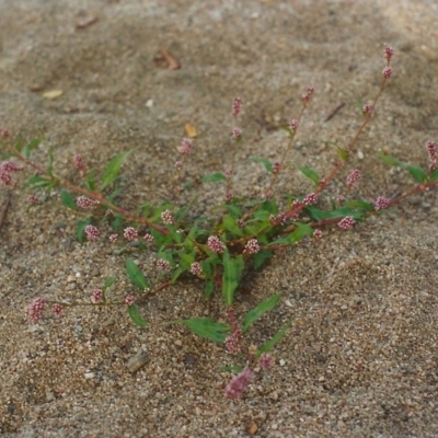 Persicaria decipiens (Slender Knotweed) at Gigerline Nature Reserve - 1 Apr 2004 by michaelb